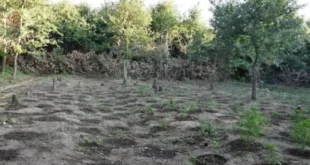 fiteia-narkotika-arta