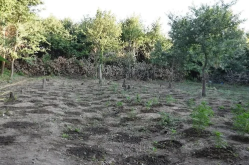 fiteia-narkotika-arta