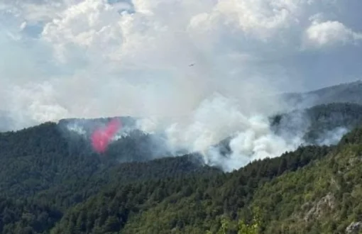 amarantos-igro-fotia