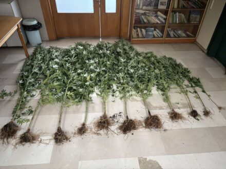 ioannina-narkotika-27-8