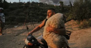 provato-andras-fotia