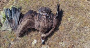 maurogypas-nekros-milia-metsovou