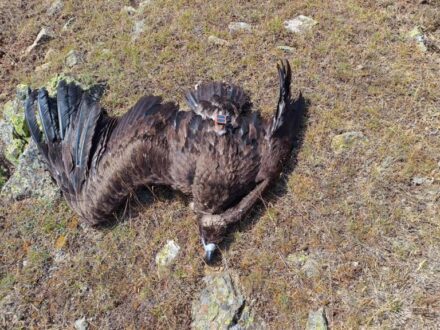 maurogypas-nekros-milia-metsovou