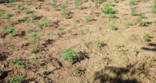 fyteia-kanavi-ioannina-14-10