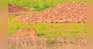 yvridio-likou-skilou