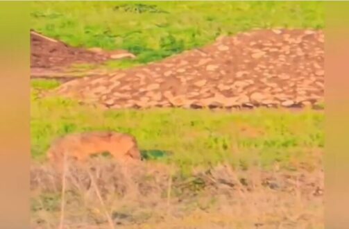 yvridio-likou-skilou