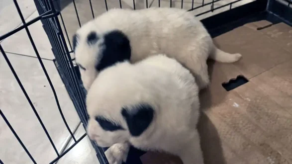 koutavia-ioannina-skoupidia