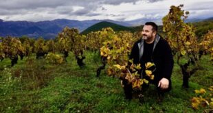 Thimiopoulos-Vineyard3-GLINAVOS