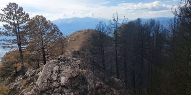 trapezitsa-konitsa